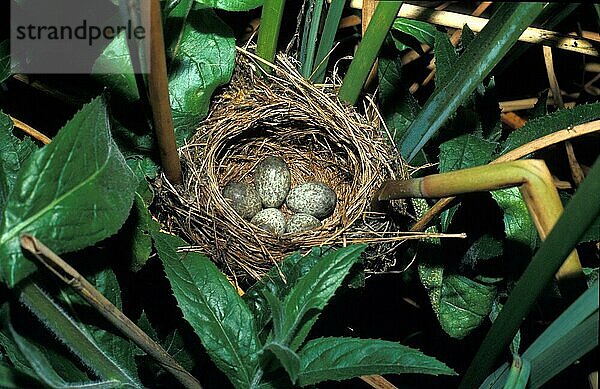Teichrohrsänger (Acrocephalus scirpaceus)  Singvögel  Tiere  Vögel  Warbler Reed Eggs in nest