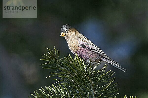 Erwachsener Grauscheitel-Rosyfink (Leucosticte tephrocotis)  erwachsen  auf Nadelbaum  Scandia Crest  in der Nähe von Albuquerque  New Mexico (U.) S. A. Januar