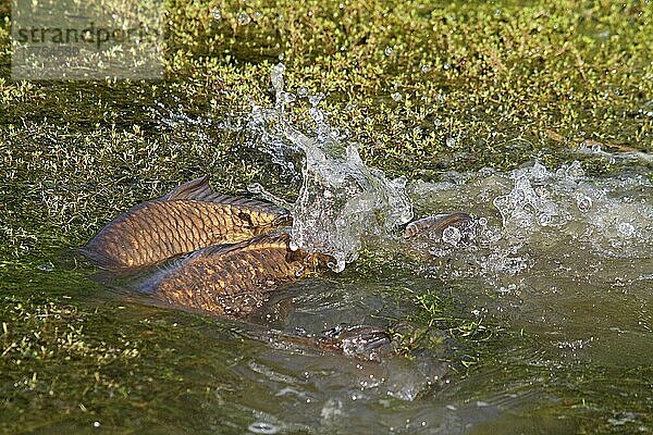 Erwachsener Erwachsener Karpfen (Cyprinus carpio)  laichend  paarweise unter neuseeländischem Zwergkraut (Crassula helmsii) herumschlagend  eingebürgertes invasives Unkraut  West Sussex  England  Mai