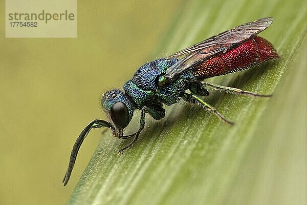Gemeine Goldwespe  Feuer-Goldwespe  Gemeine Goldwespen (Chrysis ignita)  Feuer-Goldwespen  Andere Tiere  Insekten  Tiere  Ruby-tailed Wasp adult  Leicestershire  England  may