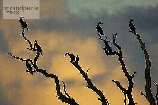 Gruppe des Großen Kormorans (Phalacrocorax carbo) als Silhouette in kahlen Baumzweigen bei Sonnenuntergang  Warwickshire  England  Winter