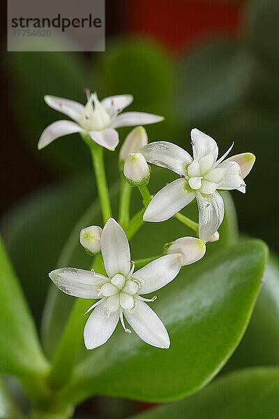 Jadepflanze (Crassula ovata) Nahaufnahme der Blüten  Zimmerpflanze