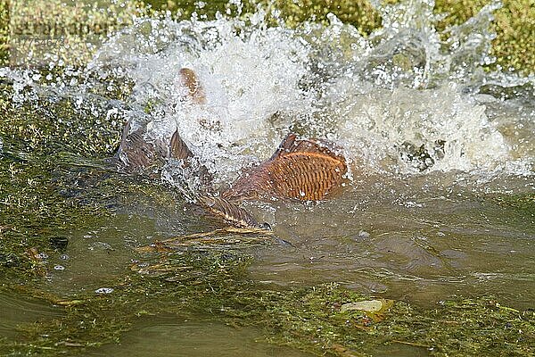 Erwachsener Erwachsener Karpfen (Cyprinus carpio)  laichend  paarweise unter neuseeländischem Zwergkraut (Crassula helmsii) herumschlagend  eingebürgertes invasives Unkraut  West Sussex  England  Mai