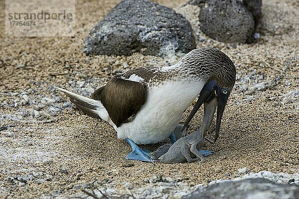 Blaufußtölpel (Sula Nebouxii)  Ruderfüßer  Tiere  Vögel  Blue footed booby excisa  feeding young  Galapagos islands