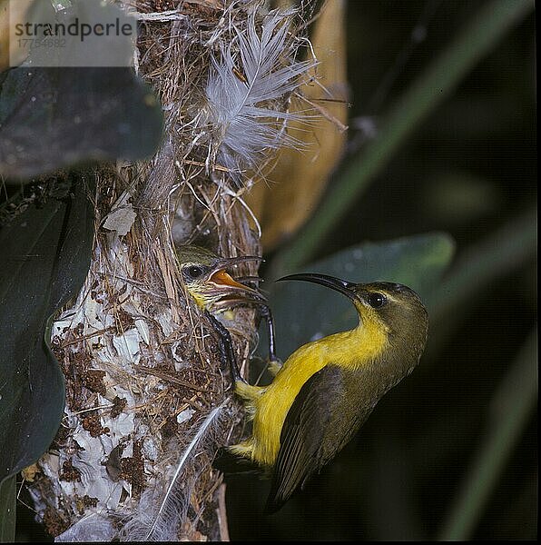 Gelbbrust-Nektarvogel (Nectarinia jugularis) Weibchen am Nest mit Jungtieren  Cairns  Queensland (S)  Australien  Ozeanien