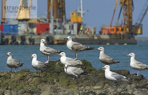 Heringsmöwe (Larus argentatus) erwachsen und unreif  Gruppe ruht auf Felsen  Lerwick Harbour  Shetland-Inseln  Schottland  Juni