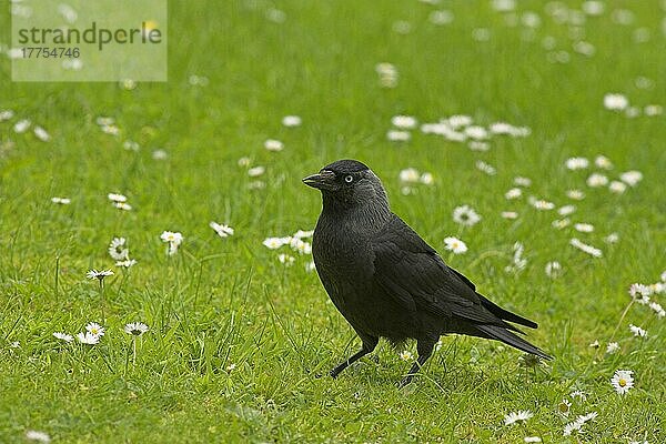 Dohle (Corvus monedula) erwachsen  stehend auf Gartenrasen  Grenzen  Schottland  Sommer