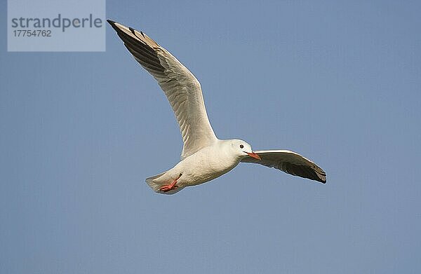 Dünnschnabelmöwe (Larus genei) erwachsen  im Flug  Spanien  Europa