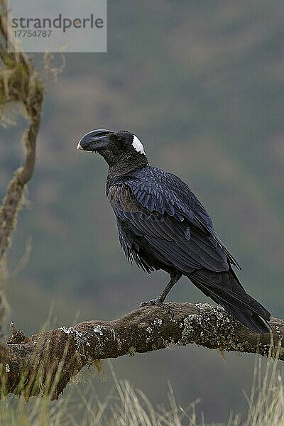 Erzrabe  Erzraben (Corvus crassirostris)  Rabenvögel  Singvögel  Tiere  Vögel  Thick-billed Raven adult  perched on Simien Mountains  Ethiopia