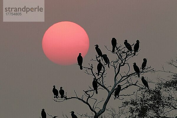 Herde der Großen Kormoran (Phalacrocorax carbo)  in einem Baum schlafend  Silhouette bei Sonnenuntergang  Mai Po Naturreservat  Hongkong  China  November  Asien