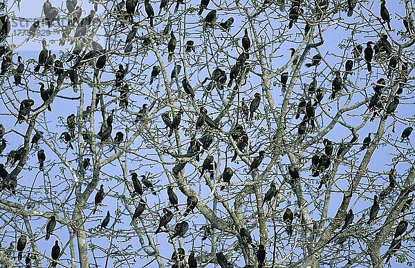 Olivenscharbe  Biquascharbe  Olivenscharben (Phalacrocorax olivaceus)  Biquascharben  Kormoran  Kormorane  Ruderfüßer  Tiere  Vögel  Olivaceous Comorant flock  perched in tree  Venezuela  Südamerika