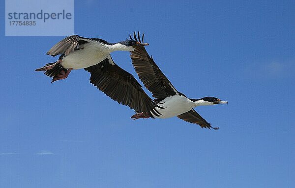 Königsscharbe  Königskormoran  Königsscharben (Phalacrocorax atriceps)  Königskormorane  Kormoran  Kormorane  Ruderfüßer  Tiere  Vögel  King Cormorants Pair of flying birds