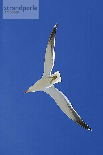 Dominikanermöwe  Dominikanermöwen (Larus dominicanus)  Möwen  Tiere  Vögel  Kelp Gull Flying  blue sky