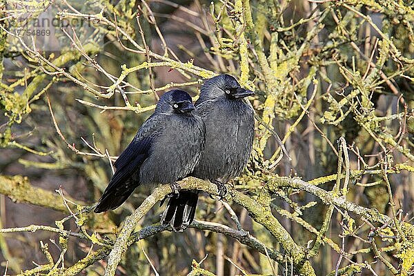 Dohle (Corvus monedula)  erwachsenes Paar  auf kahlem Ast sitzend  England  Winter