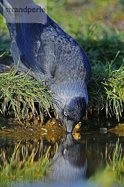 Dohle (Corvus monedula) erwachsen  aus Teich trinkend  Oxfordshire  England  März