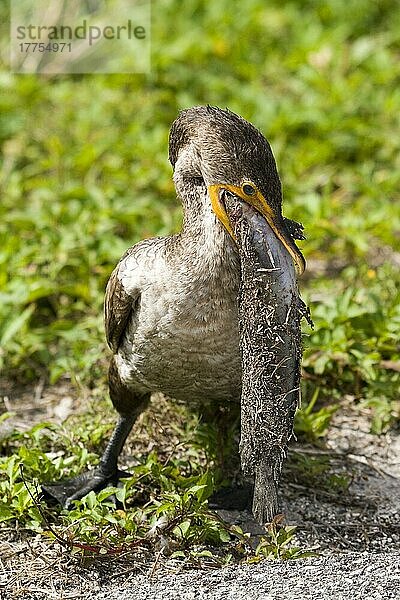 Doppelhaubenscharbe (Phalacrocorax auritus)  erwachsener Vogel  der Fische verschluckt  florida