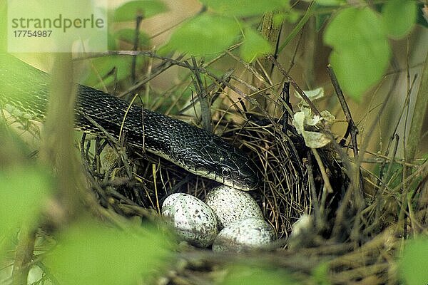 Schwarze Rattenschlange (Elaphe obsoleta)  erwachsen  ernährt sich von Eiern  überfällt das Nest des Nördlichen Kardinals (Cardinalis cardinalis) (U.) S. A