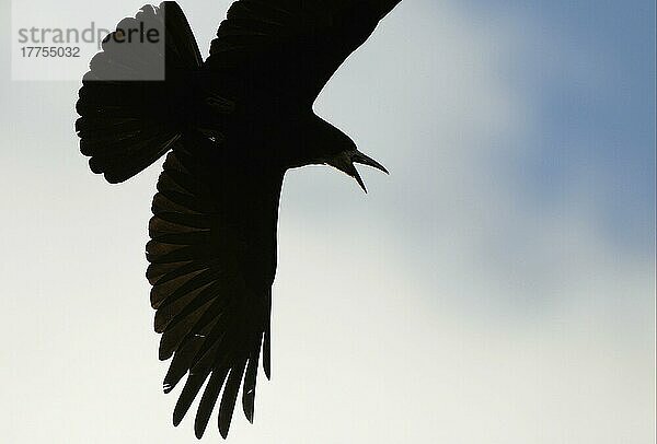 Saatkrähe  Saatkrähe  Saatkrähen (Corvus frugilegus)  Saatkrähen  Krähe  Krähe  Rabenvögel  Singvögel  Tiere  Vögel  Rook adult  calling  in flight  silhouette  Oxfordshire  England  Großbritannien  Europa