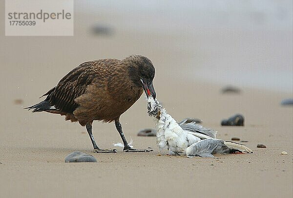 Große Raubmöwe (Larus ridibundus) (Stercorarius skua) unreif  ernährt sich vom Kadaver der Schwarzkopfmöwe  steht am Strand  Norfolk  England  Oktober