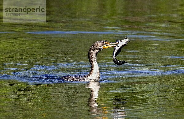 Doppelhaubenscharbe (Phalacrocorax auritus)  erwachsener Vogel  der Fische fängt  florida