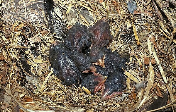 Saatkrähe  Saatkrähen (Corvus frugilegus)  Krähe  Rabenvögel  Singvögel  Tiere  Vögel  Rook Young chicks in nest