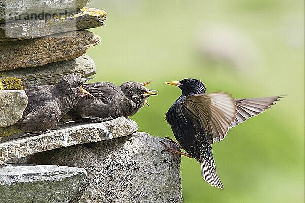 Gewöhnlicher Star (Sturnus vulgaris)  erwachsener Jungvogel  Außennest in Trockenmauer  Shetland-Inseln  Schottland  Juni