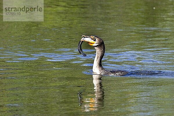 Doppelhaubenscharbe (Phalacrocorax auritus)  erwachsener Vogel verschluckt Fisch florida