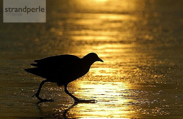 Blässhuhn  Blesshuhn  Blässhühner (Fulica atra)  Blesshühner  Rallen  Tiere  Vögel  Common Coot adult  walking on frozen lake  Silhouette at sunrise  Derbyshire  England  february