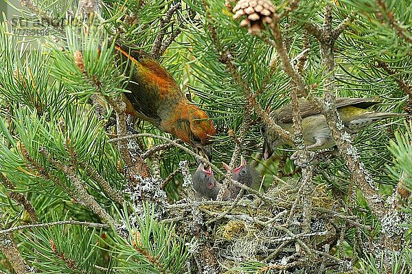 Schottlandkreuzschnabel  Schottland-Kreuzschnabel  Schottlandkreuzschnäbel  Singvögel  Tiere  Vögel  Finken  Scottish Crossbill (Loxia scotia) adult pair  feeding chicks