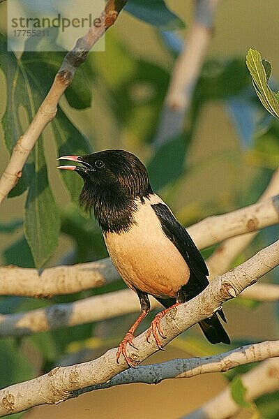 Rosa Star (Sturnus roseus)  erwachsen  singend  im Feigenbaum sitzend  Westtürkei  Mai