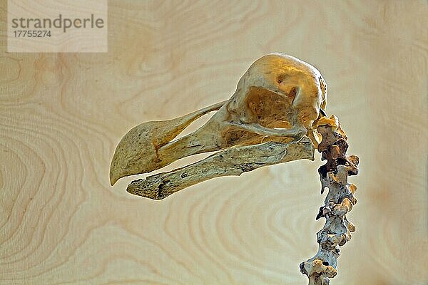 Dodo  Dronte (Raphus cucullatus)  Dodos  Dronten  ausgestorben  Tiere  Vögel  Dodo skull  Gerald Durrell Conservation Trust  Jersey  Europa