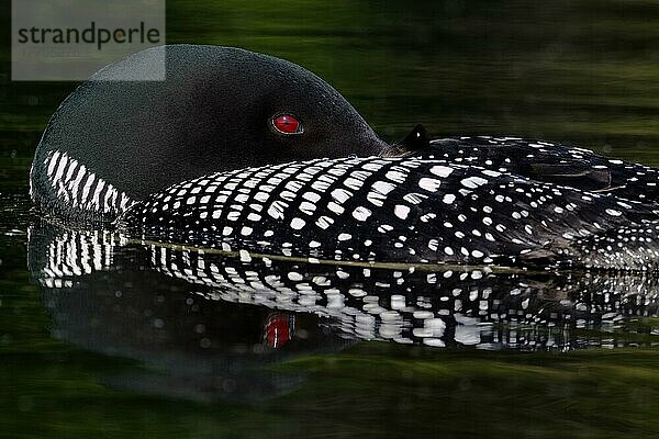 Great Northern Diver (Gavia immer) erwachsen  Sommergefieder  am See ruhend  Nord-Michigan (U.) S. A. Juni