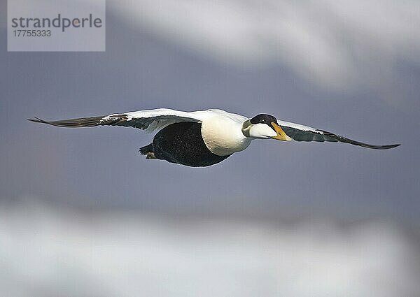 Eiderente (Somateria mollissima)  erwachsenes Männchen  im Flug  Jokulsarlon  Island  Europa