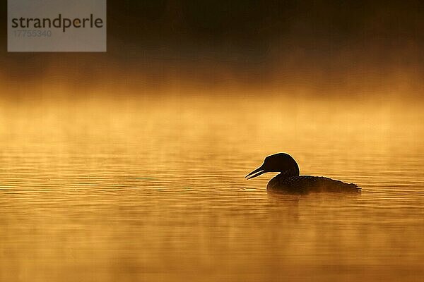 Great Northern Diver (Gavia immer) erwachsen  Sommergefieder  Silhouette am See bei Sonnenaufgang  Nord-Michigan (U.) S. A. Juni