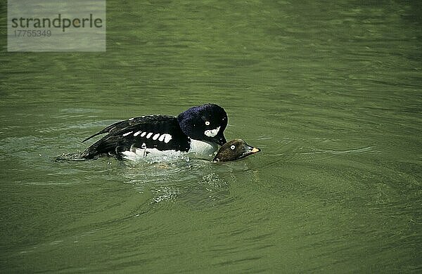 Barrow's Goldeneye (Bucephala islandica) erwachsenes Paar  Paarung im Wasser