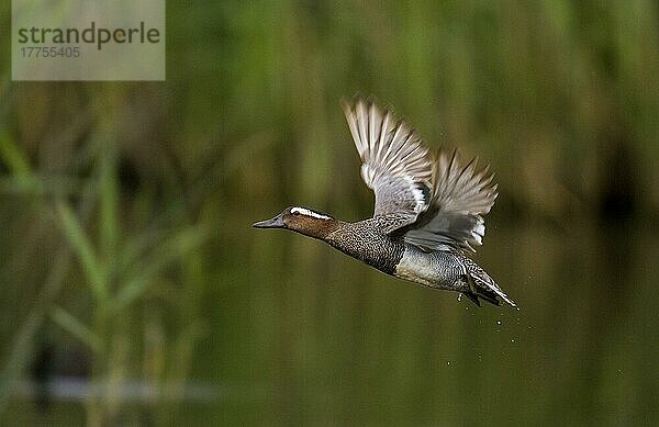 Garganey (Anas querquedula) erwachsener Mann auf der Flucht