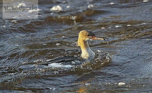 Gänsesäger (Mergus merganser) erwachsenes Weibchen  Angeln  Schwimmen im Fluss  Fluss Nith  Dumfries und Galloway  Schottland  Winter