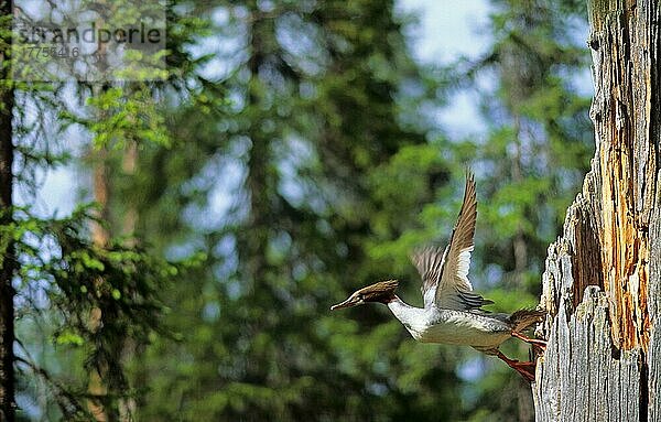 Gänsesäger (Mergus merganser)  Gänsevoegel  Tiere  Vögel  Goosander adult female  flying from nest in tree  Finland