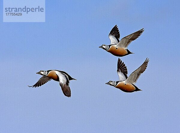 Steller's Eider (Polysticta stelleri) drei erwachsene Männchen  im Flug  Nordnorwegen  Marsch