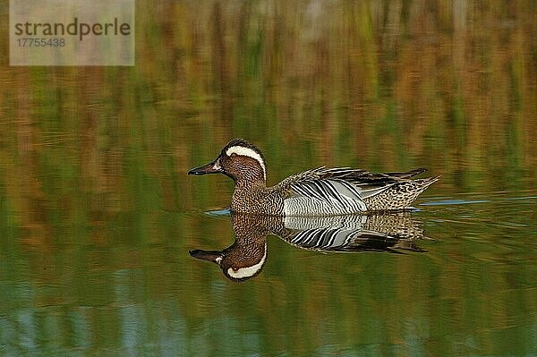 Garganey (Anas querquedula) erwachsener Mann  schwimmend  Lesbos  Griechenland  April  Europa