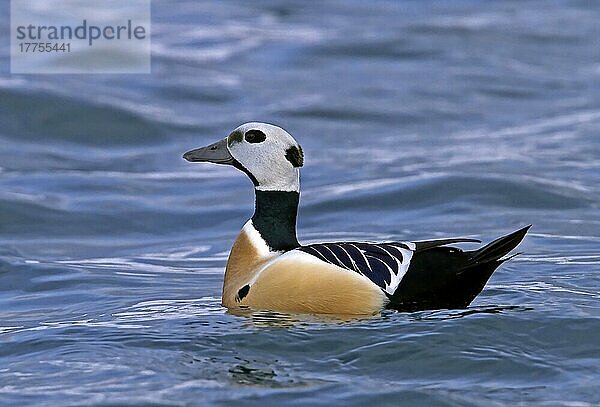 Steller's Eider (Polysticta stelleri) erwachsenes Männchen  im Meer schwimmend  Varanger  Nordnorwegen  Marsch