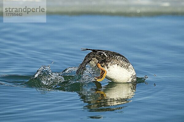 Schellente (Bucephala clangula)  erwachsenes Weibchen  Tauchgang (vier von fünf)  Hokkaido  Japan  Winter  Asien