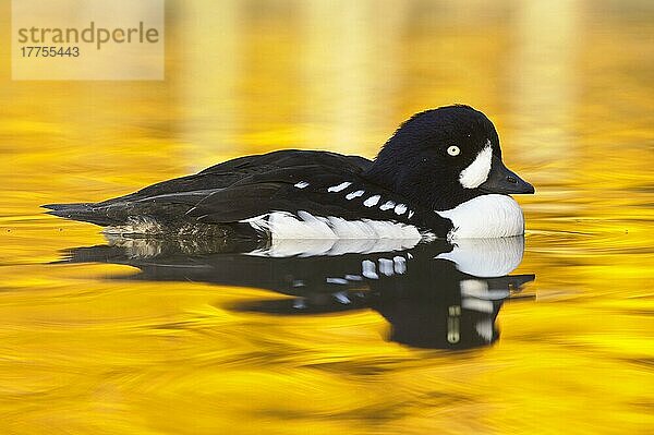 Barrow's Goldeneye (Bucephala islandica) erwachsenes Männchen  im Brutgefieder  schwimmend (in Gefangenschaft)