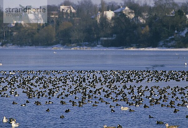 Reiherente  Reiherenten (Aythya fuligula)  Enten  Gänsevoegel  Tiere  Vögel  Tufted Duck group  flocking on water  Finland  winter