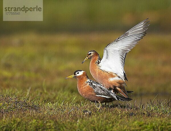 Graue Phalarope (Phalaropus fulicarius) erwachsenes Paar  Sommergefieder  Paarung  Spitzbergen  Juli