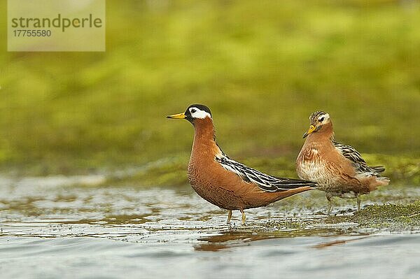 Graue Phalarope (Phalaropus fulicarius) erwachsenes Paar  Sommergefieder  am Wasser stehend  Spitzbergen  Juli