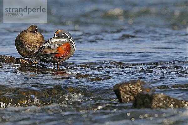 Harlekin-Ente (Histrionicus histrionicus)  erwachsenes Paar  gemeinsam auf einem Felsen im Wasser ruhend  Island  Juni  Europa