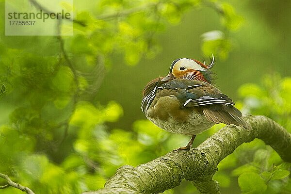 Mandarinente (Aix galericulata) eingeführte Art  erwachsenes Männchen  auf Ast im Baum ruhend  Sheffield  South Yorkshire  England  Mai