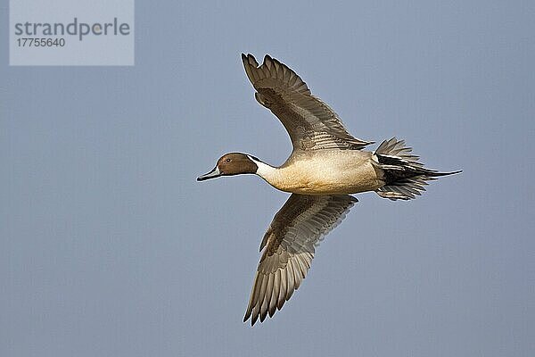 Nördlicher Spitzschwanz (Anas acuta) erwachsener Mann  im Flug  Slimbridge  Gloucestershire  England  März