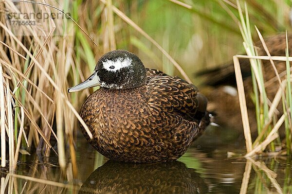 Laysan Ente (Anas layanensis) erwachsenes Männchen  im Wasser stehend (in Gefangenschaft)